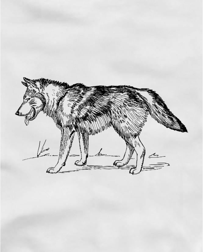 Wolf